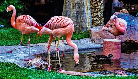 flamingo hotel wildlife habitat